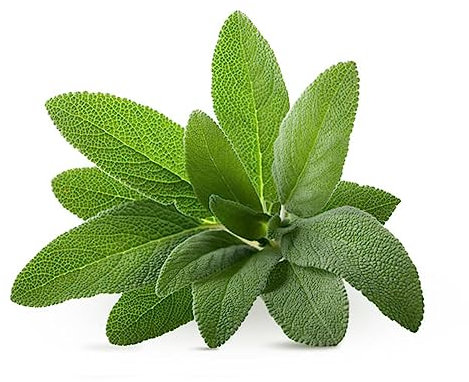 La zappa Semi di Salvia piante per orto e giardino coltivazione domestica e professionale