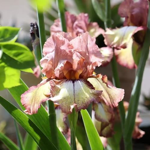 iris, iris - di precoci da giardino e da giardino interno in vaso appartamento forniture in vaso, di 9bulbi