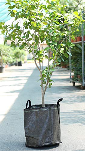 Pokugiardini, Baggy Planter®- strapazierfähige und platzsparende Pflanztaschen in unterschiedlichen Größen: T69, Vol. 69 Liter, 3 Stück