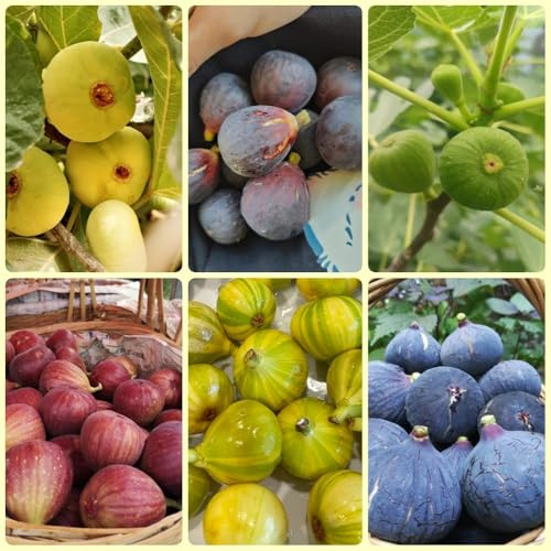 semi di fico, comprare un di fico Ficus carica, biologici semi di antiche varietà da balcone resistenti da frutto colonnari 20pcs