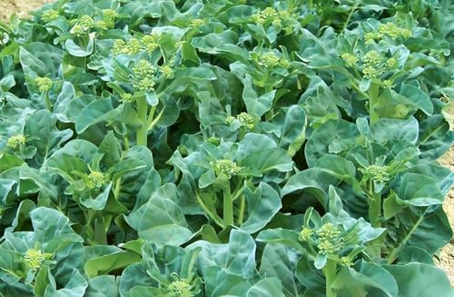 200PCS Kale Broccoli Seeds White-Flowerd Pak Choy Vegetable Heirloom Home Garden