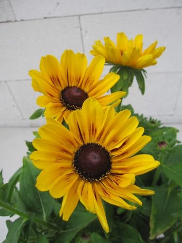 Sonnenhut Giggling Smiley - Rudbeckia - Sunbeckia Giggling Smiley - Insektenmagnet