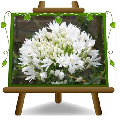 EURO PLANTS VIVAI Agapanthus Agapanto flor blanca planta ornamental en maceta de 18 cm.