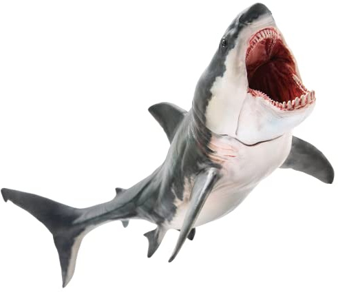 PNSO Everything Dinosaur Patton the Megalodon Shark Model