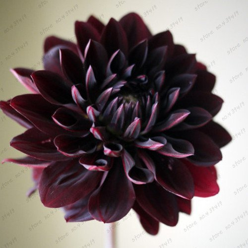 Graines rares de Dahlia noir avec rouge Belles graines de fleurs Dahlia Pinnata pour le jardin à la maison paquet de 100 graines
