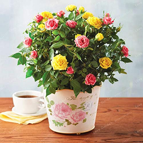 Nouvelles Graines De Rosiers Miniatures Pour Le Jardinage Mélangées Paquet De 100 Graines