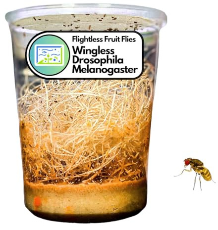 Creation Cultivated 32oz Fruit Fly Culture, Live Feeder Insects & Flightless Fruit Flies for Dart Frogs, Praying Mantis, Jumping Spider Food, Geckos & Lizards, (Wingless Drosophila Melanogaster)