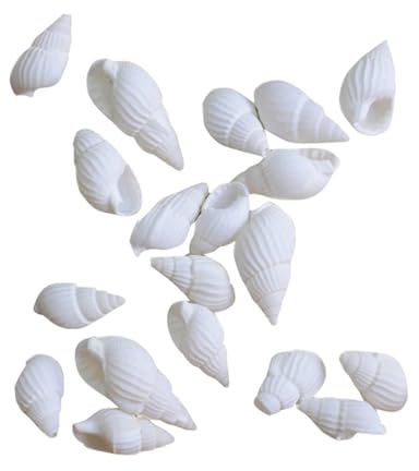 Coquilles de mer Coquilles de mer mixtes, Coquillages for l'artisanat 100 pièces Petit coquillage blanc Ornements de décoration nautique Blanc Petit beau coquillage Conques Coquillages assortis Vie ma