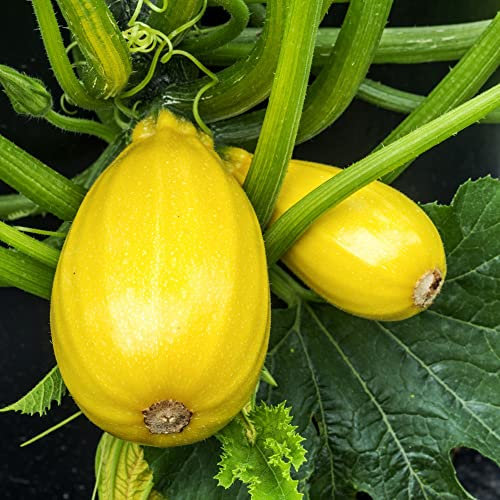 Squash 'Griller's Mix' F1 Hybrid (Summer) Courgettes Cucurbita Half-Hardy Annual Easy to Grow Your Own Squashes Outdoor Garden Vegetable Plants 1x Pack (Approx. 8 Seeds) by Thompson and Morgan
