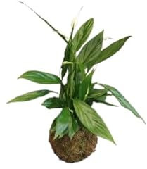 Kokedama de Espatifilo (Spathiphyllum) – DECOALIVE | Lirio de la Paz Natural para Decoración y Purificación del Aire