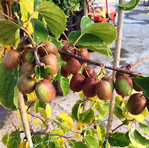 1 PIANTA di Kiwi ARGUTA Rossa MISSIONARIO PIANTA Femmina