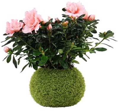 Kokedama de Azalea Planta Viva de Interior con Flor en Bola de Musgo | DECOALIVE Decoración Natural