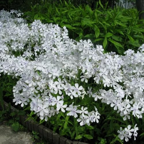 Phlox de alfombra - flox subulata balcón de exóticas 800semillas