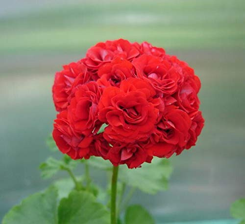 Semi di fiori fresco 20 Pz Geranio Fiore di melo per la semina Rojo