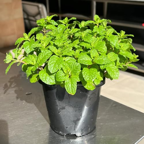 semillas menta marroquí - verdes jardín de silvestres decoración de oficina resistentes 1000pcs