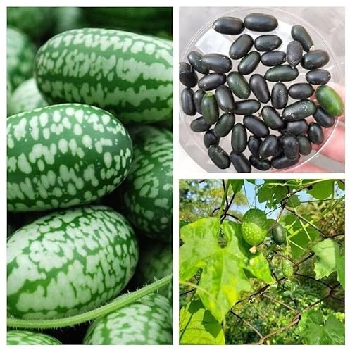 MINI GURKE MELON PAKET MOUSE MELON SORTIMENT - aus 3 Sorten 15+ Samen V 124