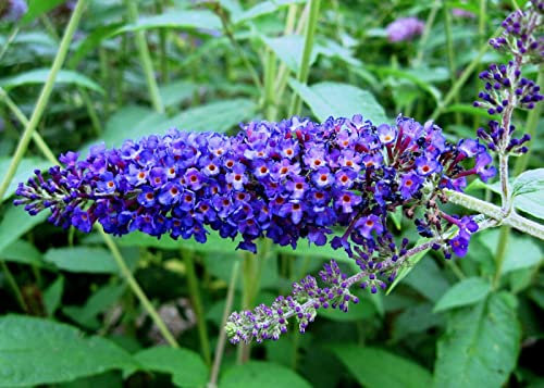 Buddleia davidii Empire blue Albero delle Farfalle Buddleja pianta in vaso bio ø7 cm Vivaio di Castelletto
