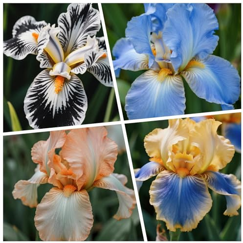 [Vnuhgzs] Doppelte Iris - Großblumige Hybriden - Gartendekoration-6 Rhizome-B