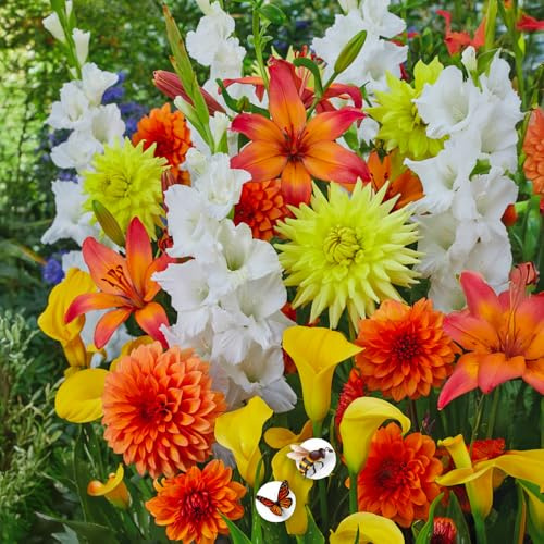 Bulbes à fleurs | Bulbes des meilleurs producteurs néerlandais | Sélection exclusive et contrôle qualité | Floraison garantie. (10 Bulbes Respect Nature Fire Work Dahlias Glaïeuls Arums & Lys)