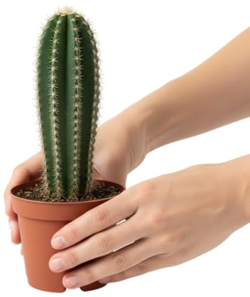 Cactus Ordenador DECOALIVE Planta Natural Pequeña y Resistente