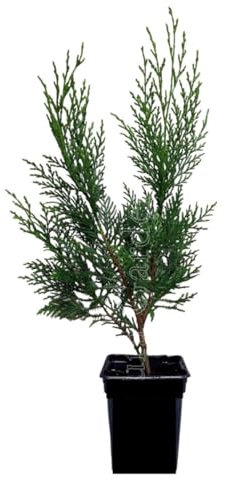 ¡¡¡ 10 Plantas !!! natural 20-30 cm, cipres Leylandii para setos, pantalla visual, cortavientos y como árbol ornamental. Segura Garden.