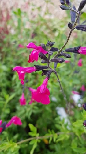 Salvia microphylla 'Pink Blush' / Sauge arbustive/Conteneur de 3 à 4 litres/Vivace