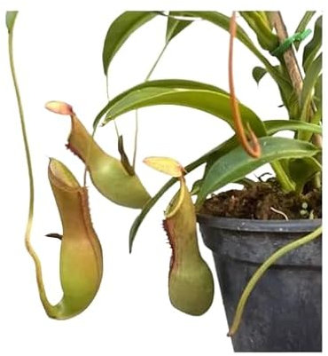 Planta Carnívora DECOALIVE Nepenthes Copitas de Modo Planta Grande
