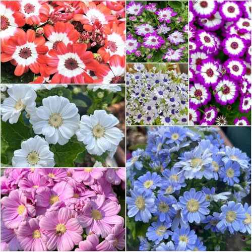 Semillas de Cineraria - de interior exóticas resistentes semillas pradera jardín balcon silvestres, 180pcs