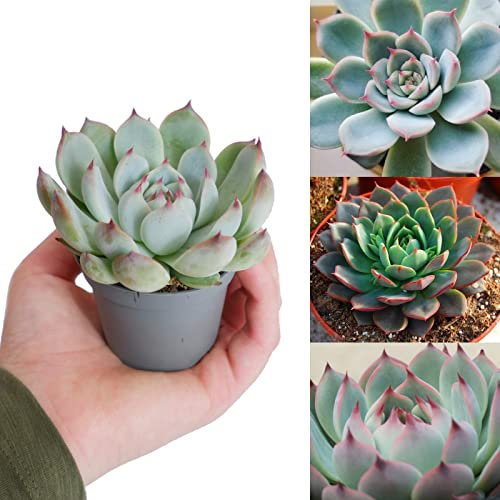 Echeveria 'Parva' in 6 cm Pot - Low Maintenance Indoor Plant - Ideal for Terrariums (1 Plant)