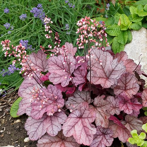 Bloomique - 3er-Set - Heuchera Micrantha Palace Purple - Purpurglöckchen - Gartenpflanzen - Winterhart - Tierfreundlich - Höhe 10-20 cm - Topf 9x9 cm