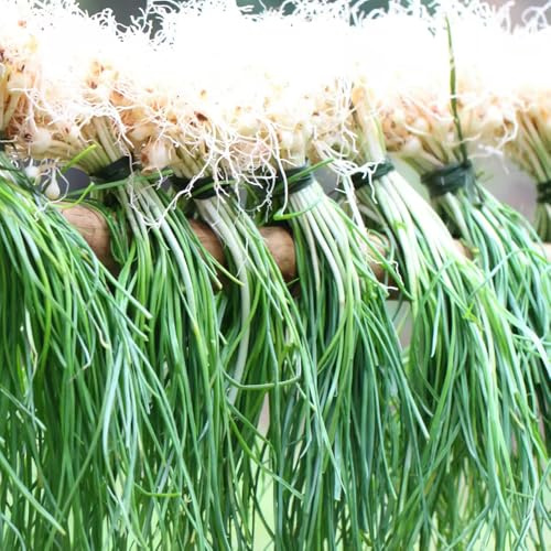 semillas de ajo silvestre, jardín parterre interior, variedades antiguas, en jardín 400pcs
