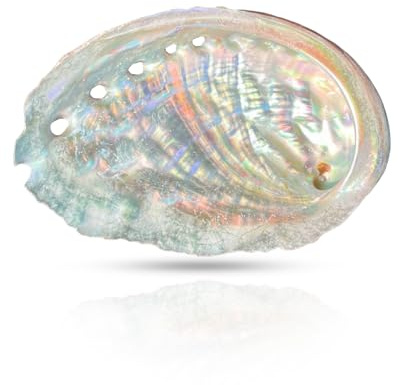 Thfaeyta 1Pc Natural Abalone Shell Bowl 4-4.5 Sea Shells Smudge Bowl for Sage Burning Incense Holder Soap Dish for Home Fish Tank Decor
