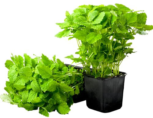Plantas de Melisa (Melissa Officinalis) | Pack 2 Unidades | Plantas para Cocinar | Hierbas Gourmet | Plantas Naturales de Interior y Exterior