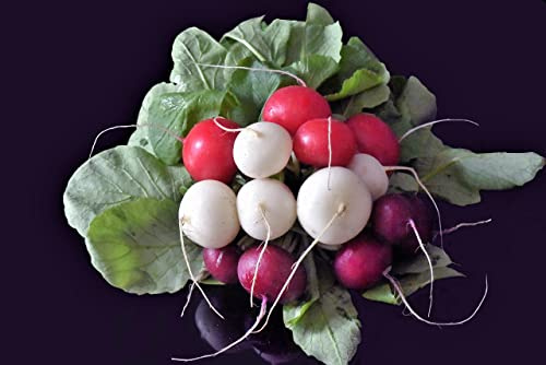 Graines Mélange de radis rond (rouge, violet, jaune, blanc) - sachet de 10 grammes - Graines de style