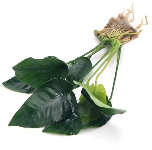 Anubias Barteri VAR Nana Live Aquarium Plants Aquascaping Fish Tank Plant k2aqua