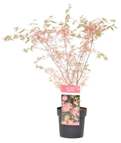 Plant in a Box - Acer Palmatum Taylor - Pokon - Höhe 50-60cm - Japanischer Ahorn Winterhart - Ahorn Baum - Topf 19cm