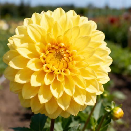 Dalias de interior - Variedades tolerantes a la sombra - Perfectas para jardines/balcones-8 PCS-H