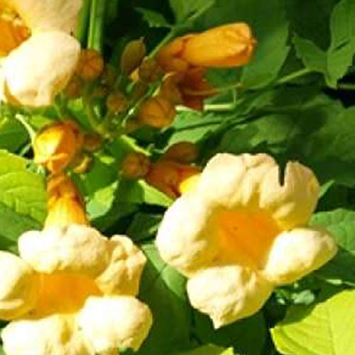 Campsis Radicans 'Flava' - Gelbe Trompetenblume 50-60 cm Pflanzcontainer