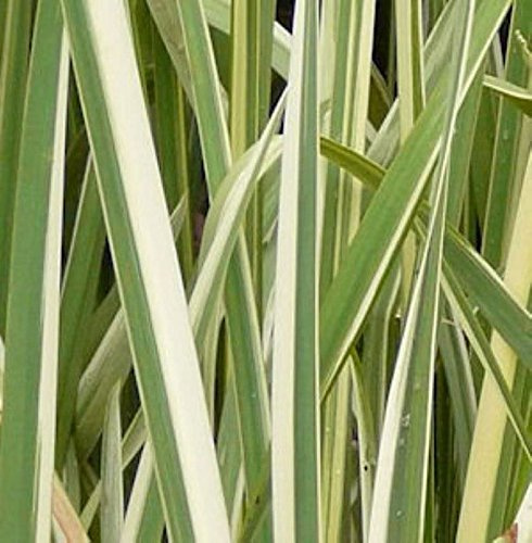 Iris ensata 'Variegata' – Winterhart, Mehrjährig, Pflegeleicht – Japanische Sumpf-Schwertlilie – Sumpfpflanze für Teichrand & Wassergarten