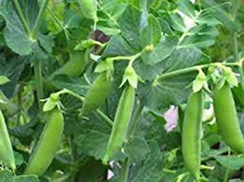 Semilla de Guisante, Guisante mollar, de la Herencia, orgánicos, no GMO, más de 100 Semillas, Guisantes