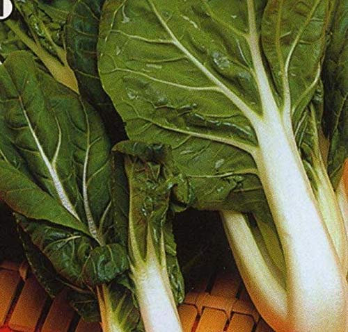175 Seeds of Vegetable Pak Choi Ivory F1