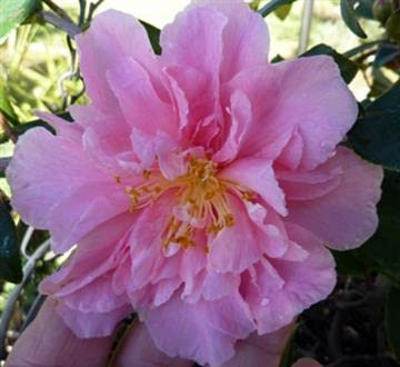 Egao Corkscrew Camellia - 3 gal -Evergreen Shrub - Ruffled Pink Blooms - Contorted Twisting Branches - Zones 7-9 - Camellia x vernalis 'Egao Corkscrew' - 3 Gallon Pot
