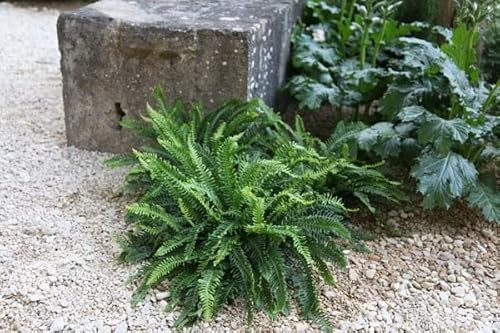 Plant Theory 2L Pot Hard Deer Fern Blechnum Spicant Hardy Outdoor Ferns Jungle Plant Trunks