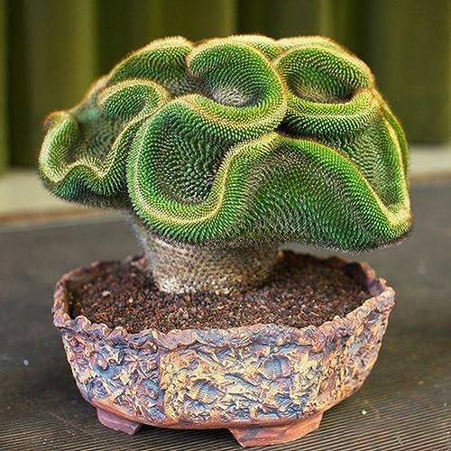 lamphle 30/60 Pz Rari Semi di Cactus Pianta Grassa Home Office Ornamento Bonsai Decor per Piantare Giardino 60 Pezzi Semi di Cactus