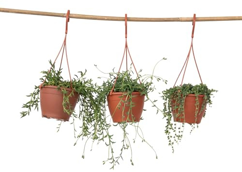 Plant in a Box - Collar de perlas - Set de 3 - Senecio - ø 12cm - Suculenta - Verde