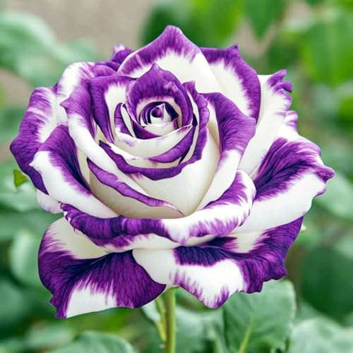 Rosen-Rhizom (Großpackung), Überraschend wachsend, Winterhart Mehrjährig, Geeignet für Frühling und Herbst, Kein Gießen Erforderlich-1 Rhizom-F