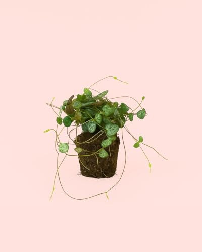 Ceropegia Woodii | Planta Colgante de Interior | Pur Plant