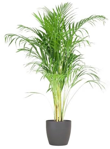 Areca-Palme Dypsis Goldfruchtpalme – Zimmerpflanze 100cm Ø21cm – Mit biologisch abbaubarem Viber-Topf Grau – Luftreinigende Tropenpflanze für Wohnzimmer & Büro