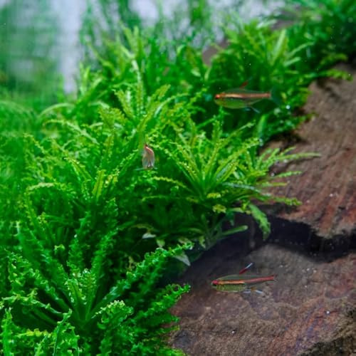 Semi di acquatiche per acquario, semi da giardino per laghetto, semi esotici acquatiche per acquari 600pcs