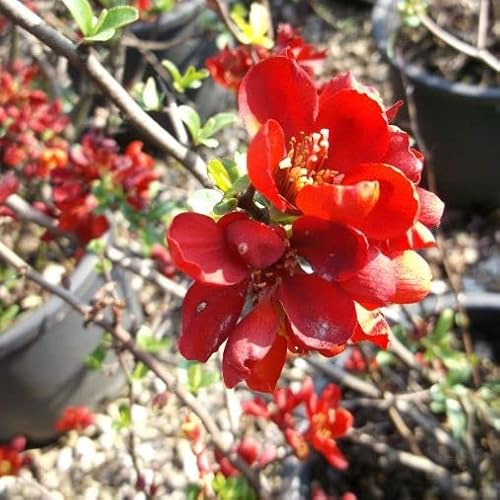 Vivai le Georgiche - Pianta vera di Chaenomeles x supherba Rubra - vaso Ø 18 cm